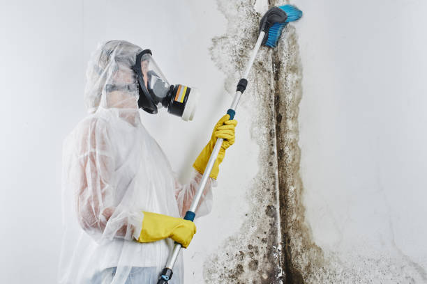 Best Home Mold Removal  in Howell, MI