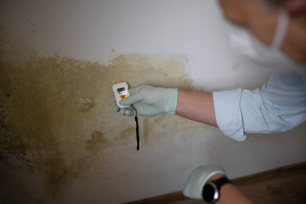  Howell, MI Mold Removal Pros