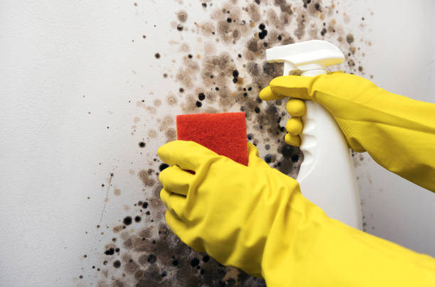 Office Mold Removal Services in Howell, MI