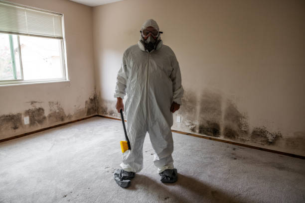 Best Black Mold Removal  in Howell, MI