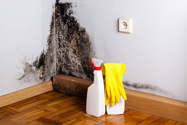 Best Mold Testing and Removal  in Howell, MI