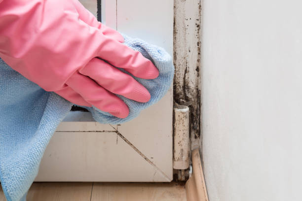 Mold Testing and Removal in Howell, MI